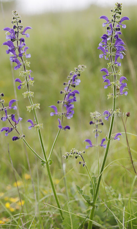 草地鼠尾草(Salvia pratensis)